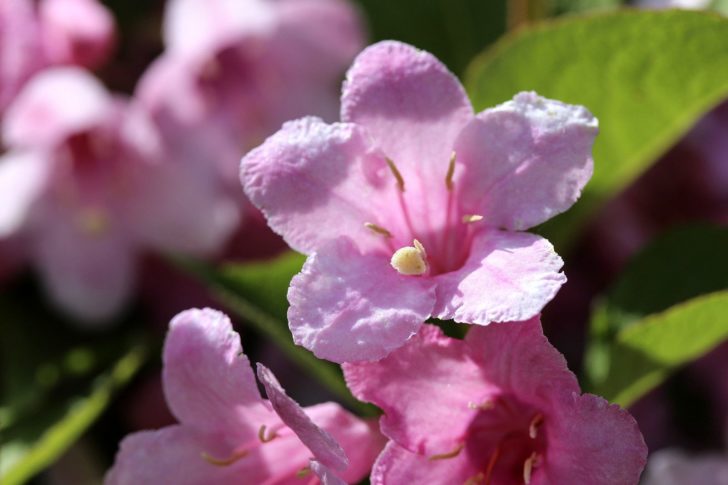 weigela