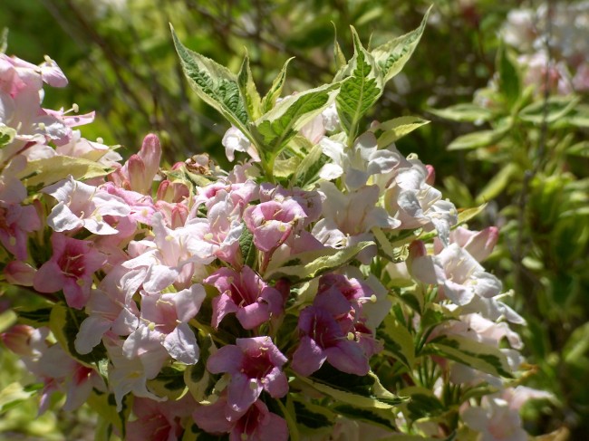 weigela