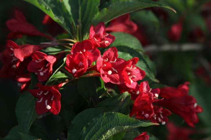 weigela