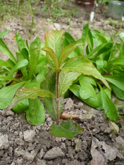 weigela